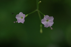 Boerhavia chinensis